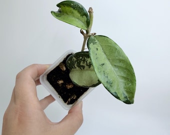 Hoya AH074 Silver
