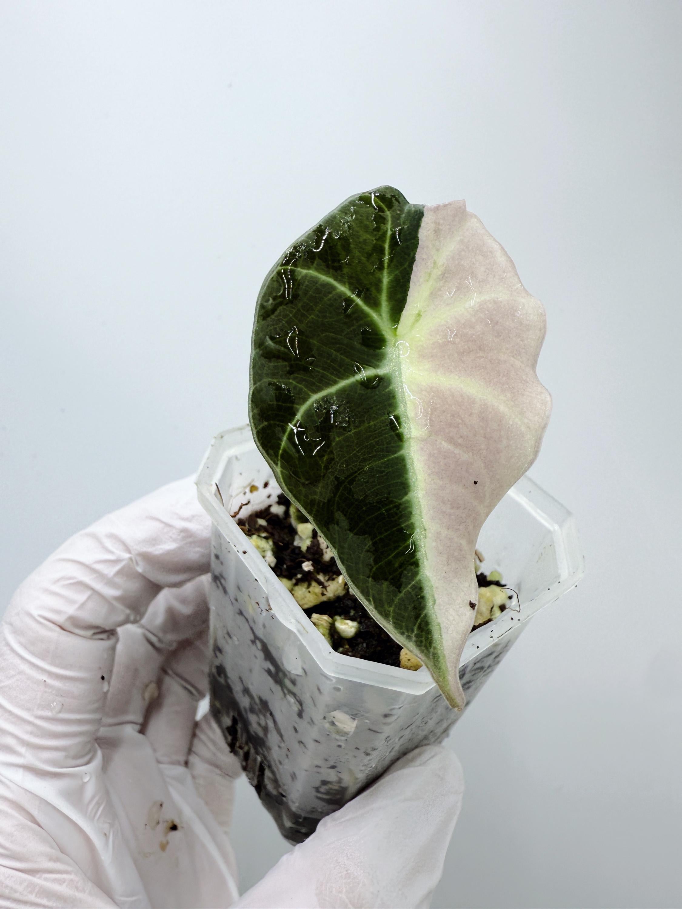 Alocasia Black Velvet Pink Variegated - Etsy