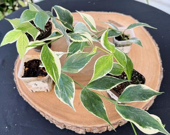 Hoya Polyneura Albo Live Plant | Rare Variegated Fishtail Hoya | Rooted Collector Houseplant | California Grown