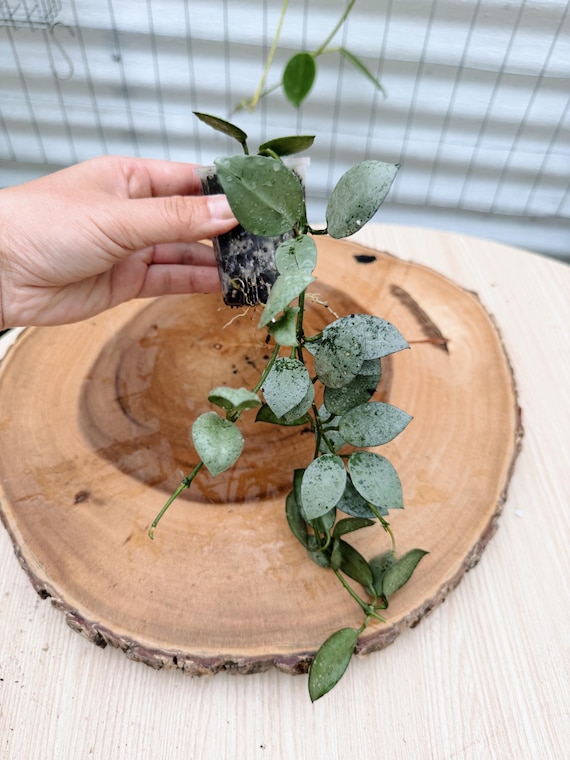 Rare Hoya Lacunosa Silver Mint Coin Live Plant | Silver Splash Hoya | Rooted Collector Houseplant