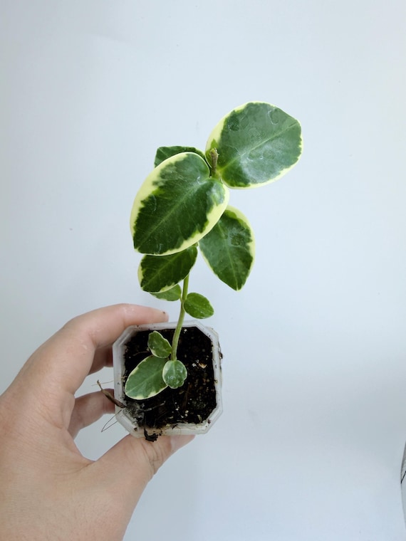 Hoya Cumingiana Albo| Rooted Live Plant | Collector Houseplant | California Grown