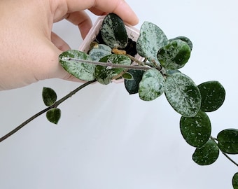 Hoya Mathilde Splash