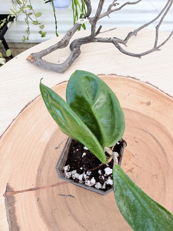 Hoya Vangviengiensis Live Plant | Rare Silver Splash Hoya with Narrow Leaves | Rooted Collector Houseplant | California Grown