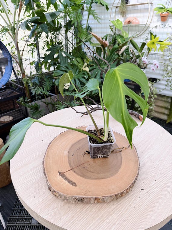Rare Monstera Burle Marx Flame Plant - Bold Green Indoor Leaf| Rooted Live Plant | Collector Houseplant | California Grown