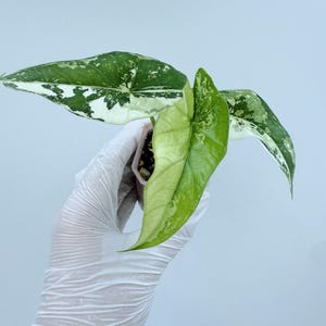Alocasia Simpo Albo
