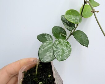 Rare Hoya Mathilde Splash - Variegated Indoor Hanging Plant