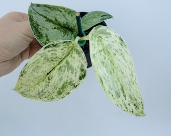 Variegated Scindapsus Peasun Plant: Silver and Green Leaves| Rooted Live Plant | Collector Houseplant | California Grown