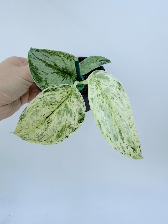Variegated Scindapsus Peasun Live Plant | Rare Silver Green Pothos | Rooted Collector Houseplant | California Grown