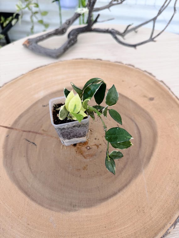 Hoya Lacunosa Asami Clone Live Plant | Rare Silver Green Hoya | Rooted Collector Houseplant | California Grown