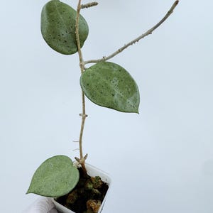 Hoya Verticillata Heart Leaves Silver