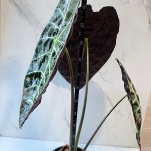 Alocasia Watsoniana Variegated Mother Plant image 10