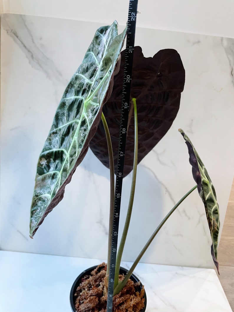 Alocasia Watsoniana Variegated Mother Plant image 10