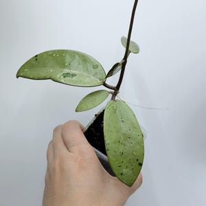 Hoya Lacunosa Silver Full Moon - Etsy