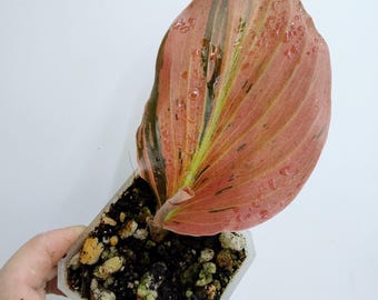 Kaempferia pulchra Variegated