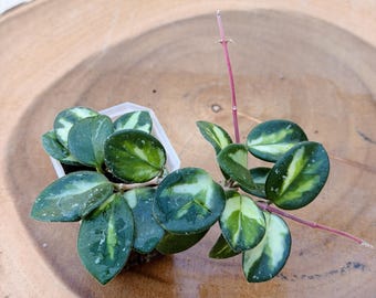 Hoya Mathilde Inner Variegated | Rooted Live Plant | Collector Houseplant | California Grown