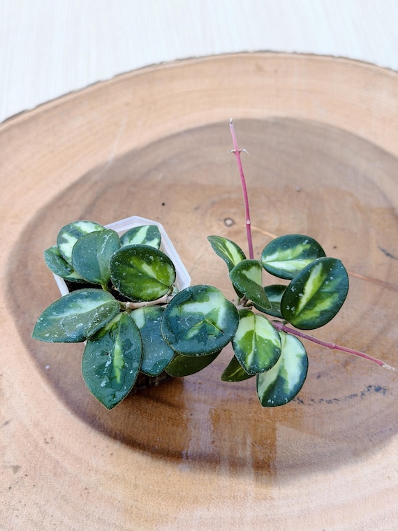 Hoya Mathilde Inner Variegated Live Plant | Rare Splashy Hoya Vine | Rooted Collector Houseplant | California Grown