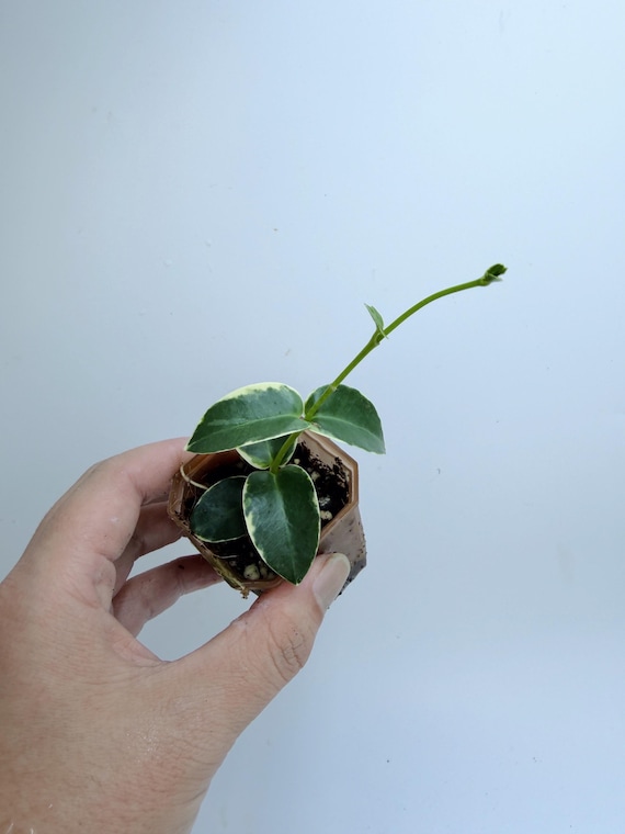 Hoya Cumingiana Albo | Rare White-Edged Hoya | Rooted Live Plant | Collector Houseplant | California Grown