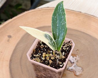 Hoya Pubicalyx Albo Splash| Rooted Live Plant | Collector Houseplant | California Grown