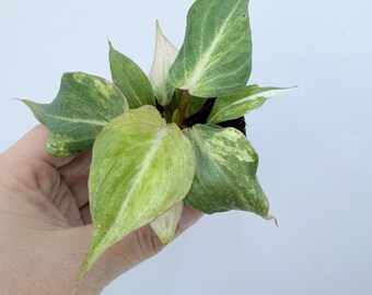 Philodendron Gloriosum: Variegated Leaves - Easy Care Indoor Plant| Rooted Live Plant | Collector Houseplant | California Grown
