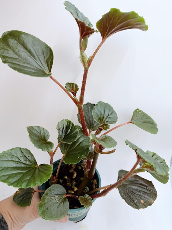 Begonia Cucullata| Rooted Live Plant | Collector Houseplant | California Grown