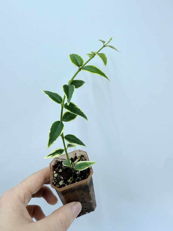 Hoya Bella Albo Plant: Rare Silver Variegated Houseplant| Rooted Live Plant | Collector Houseplant | California Grown