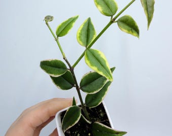 Rare Hoya Bella Plant, Variegated Cream and Green Leaves (Trailing Indoor)