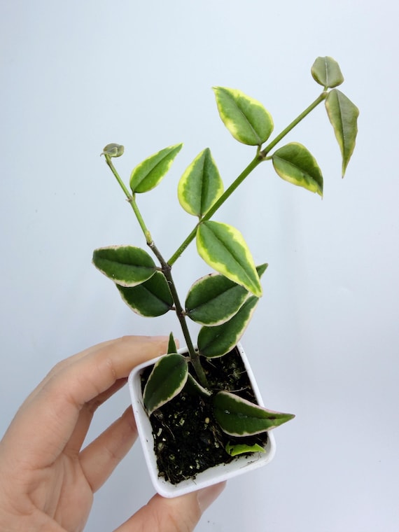 Rare Hoya Bella Plant, Variegated Cream and Green Leaves (Trailing Indoor)| Rooted Live Plant | Collector Houseplant | California Grown
