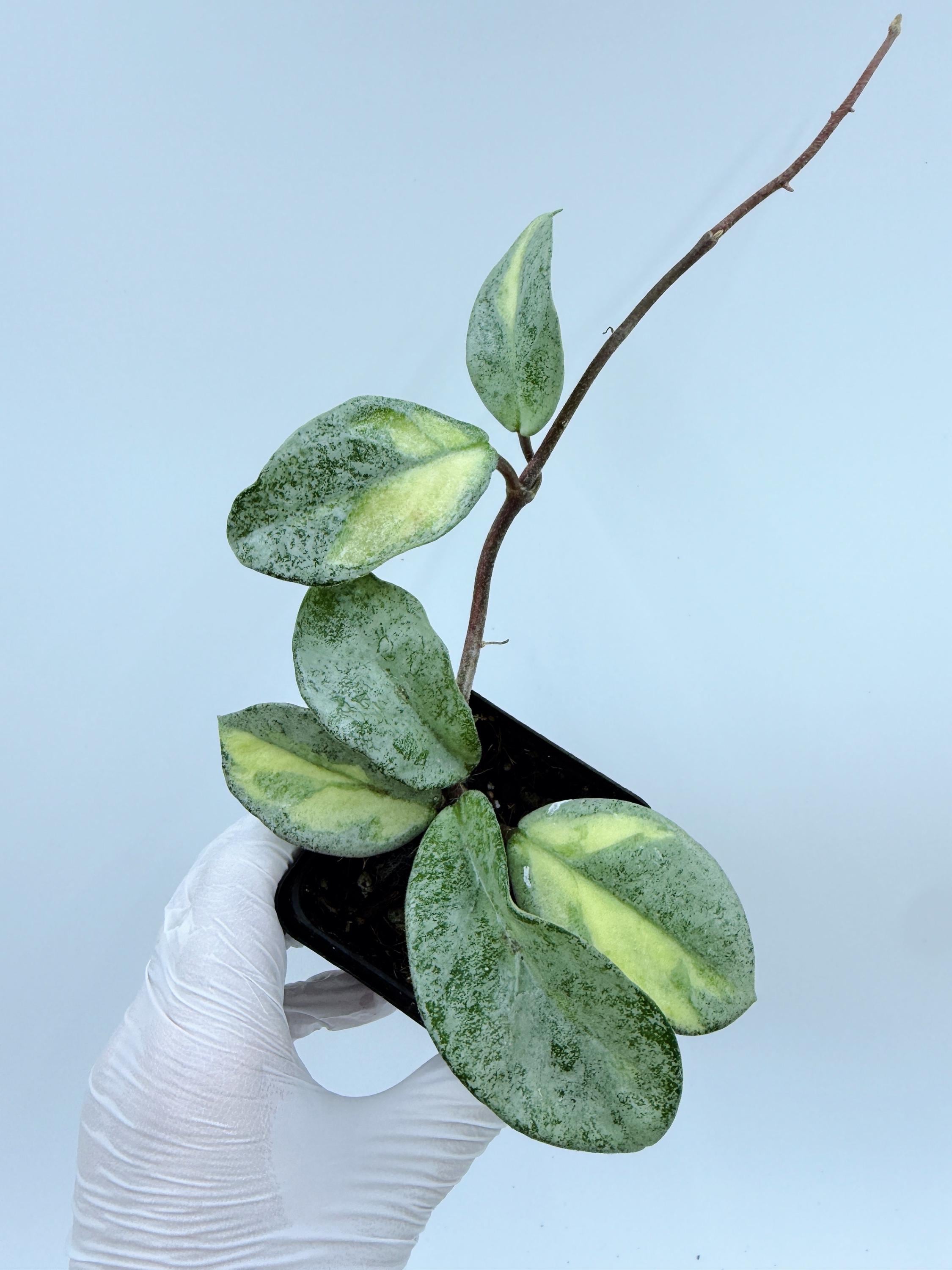 Hoya carnosa ‘Argentea Princess’ Hoya Carnosa Argentea Princess, Rooted Plant in a Premium