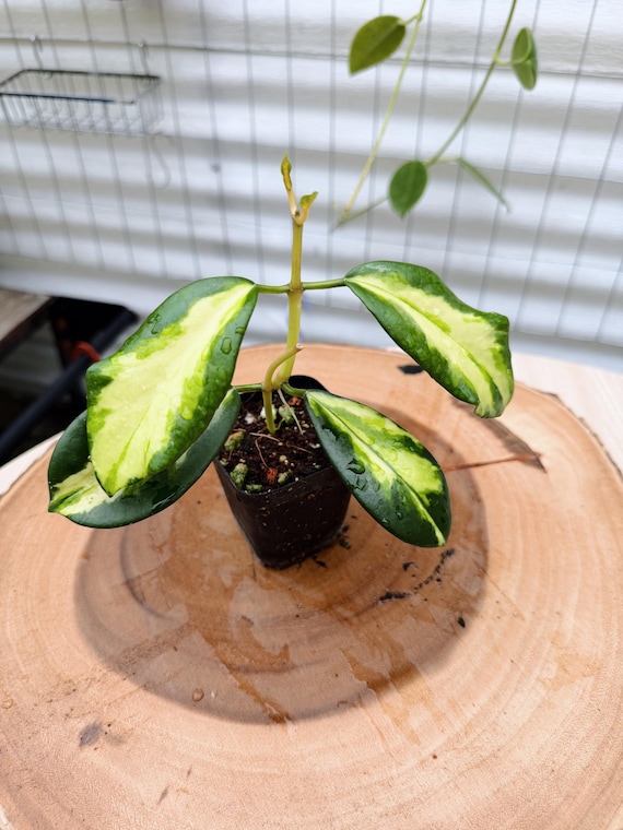 Hoya Diversifolia Maharani Variegata| Rooted Live Plant | Collector Houseplant | California Grown