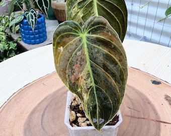 Philodendron Melanochrysum Variegated | Rooted Live Plant