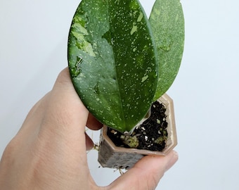 Hoya Harlene Splash