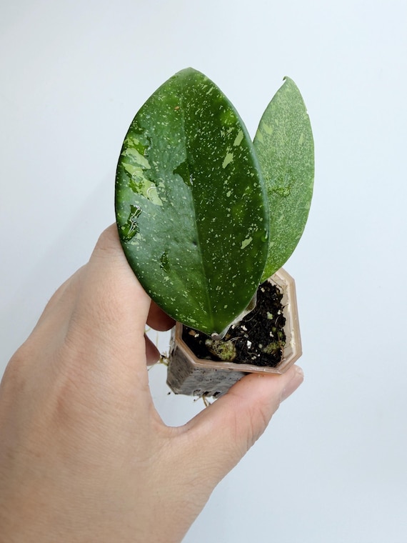 Hoya Harlene Splash| Rooted Live Plant | Collector Houseplant | California Grown