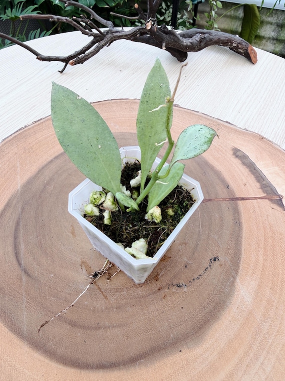 Hoya New Guinea Ghost Live Plant | Rare Hoya NGG Rooted Houseplant | Silver Collector Plant