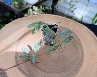 Hoya Lima Silver Live Plant | Rare Silver Leaf Hoya | Rooted Collector Houseplant | California Grown