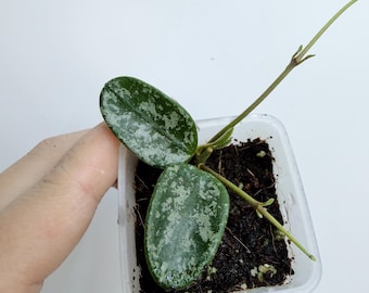 Hoya Lima round Leaf Splash