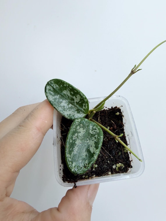 Hoya Lima Round Leaf Splash | Rare Splash Hoya | Rooted Live Plant | Collector Houseplant | California Grown