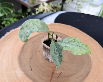 Hoya Coriacea Silver Live Plant | Rare Silver Leaf Hoya | Rooted Collector Houseplant | California Grown