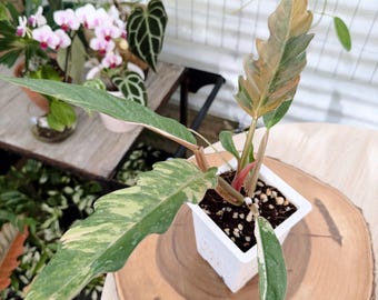 Philodendron Caramel Marble| Rooted Live Plant | Collector Houseplant | California Grown