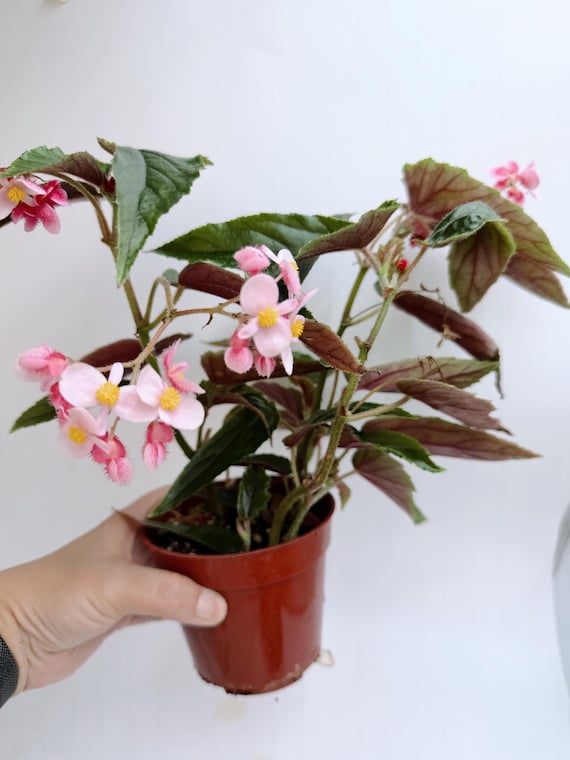 Begonia Ginny| Rooted Live Plant | Collector Houseplant | California Grown