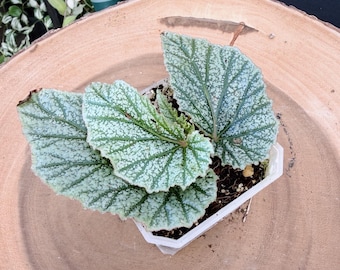 Begonia Sinbad Live Plant #2 | Rare Silver Variegated Begonia | Rooted Collector Houseplant | California Grown