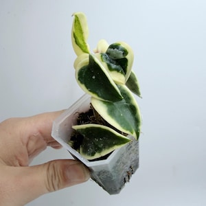 Hoya Lacunosa Silver Full Moon - Etsy