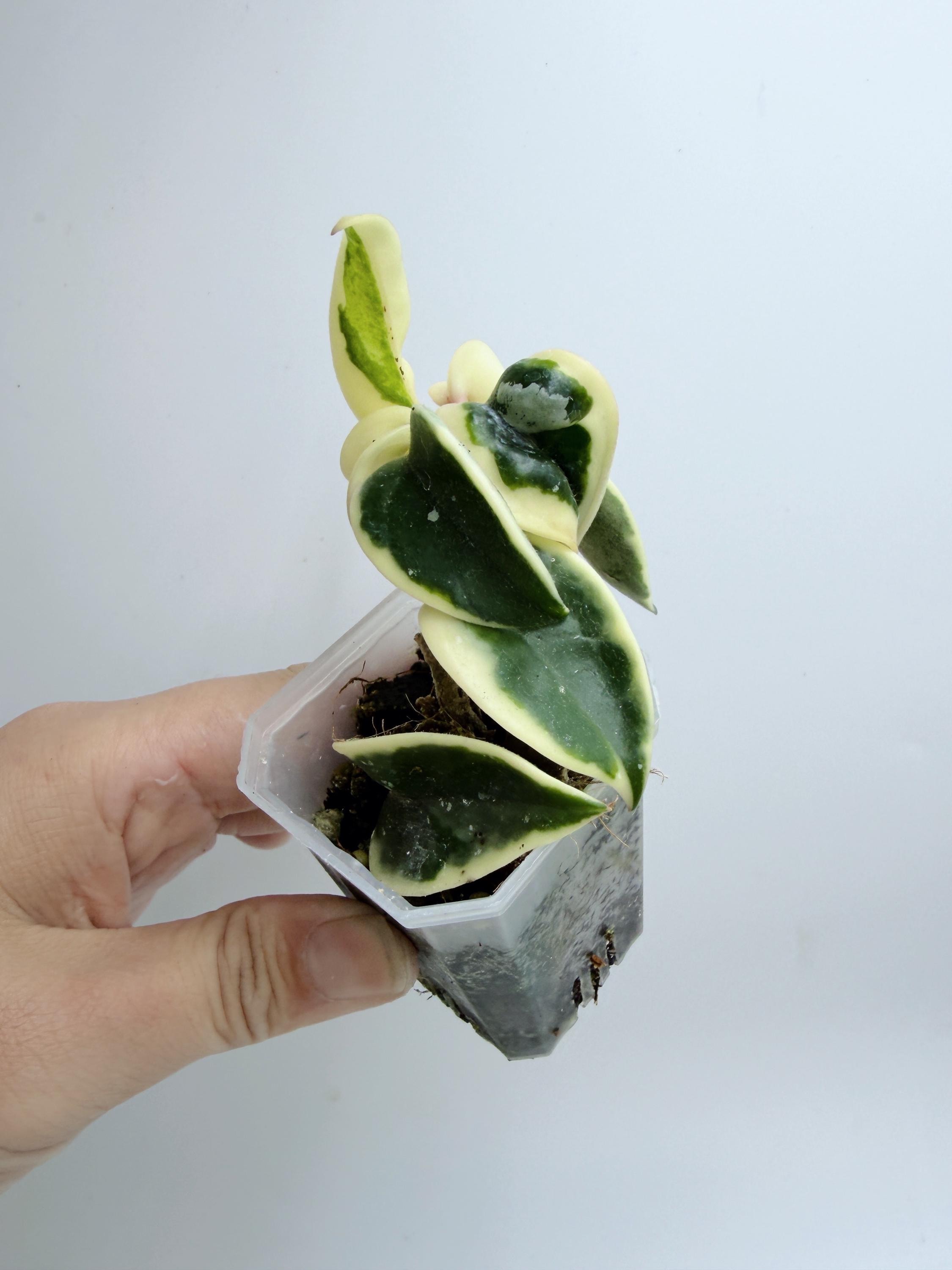 Hoya Lacunosa Silver Full Moon - Etsy