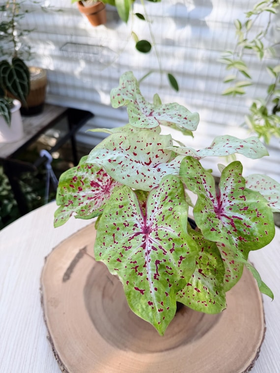 Rare Caladium Live Plant | Red Speckled Green Leaves | Rooted Collector Houseplant