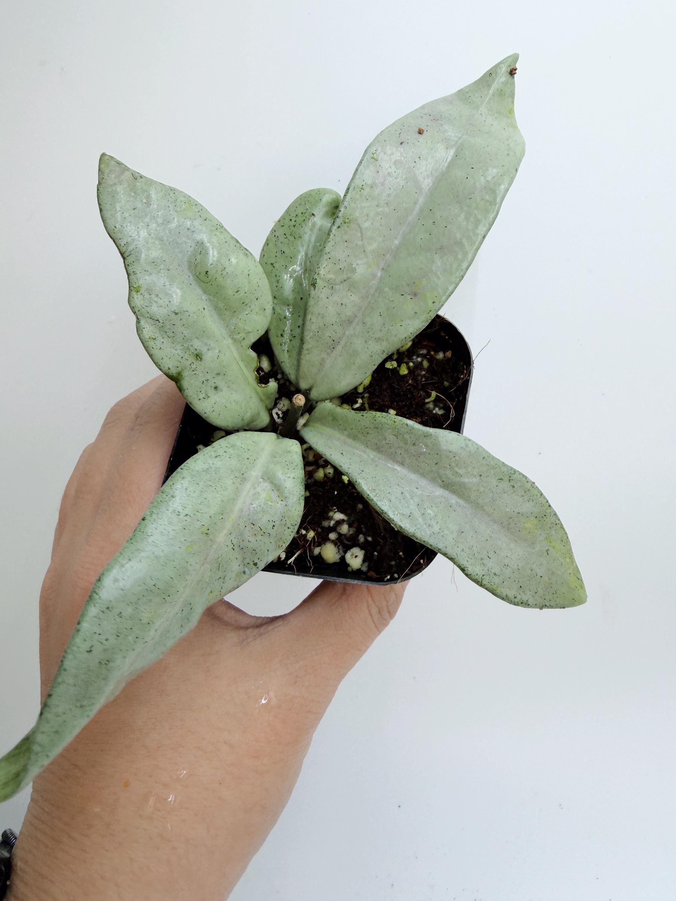 Hoya Lyi Noid - Etsy