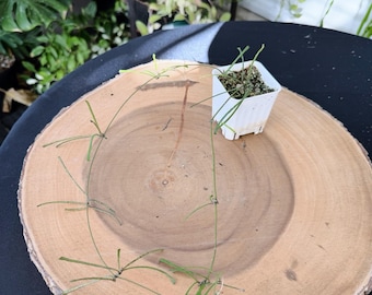 Hoya Retusa Live Plant | Rare Grass-Leaf Hoya | Rooted Collector Houseplant | California Grown
