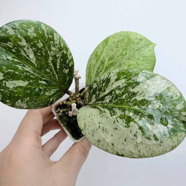 Hoya Michele Silver/Splash