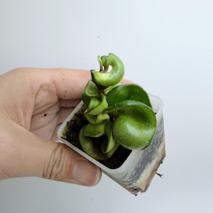 Hoya Lacunosa Silver Full Moon - Etsy