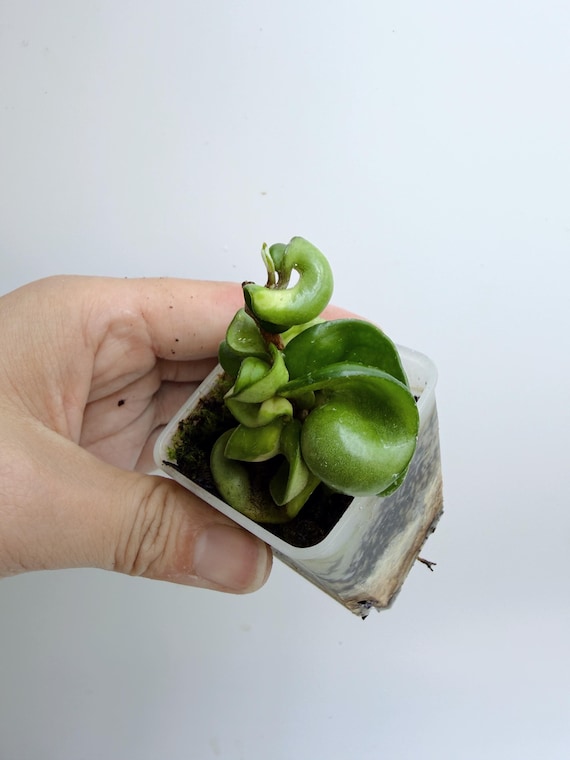 Hoya Mauna Loa | Rare Volcanic Hoya | Rooted Live Plant | Collector Houseplant | California Grown