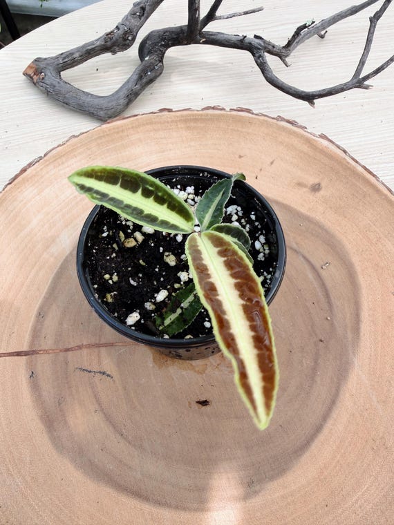 Rare Labisia Sp Jabi Live Plant | Exotic Tropical Houseplant | Collector Foliage Plant California Grown