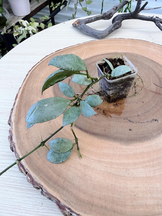 Rare Hoya Lacunosa Silver Mint Coin Live Plant | Silver Splash Hoya | Rooted Collector Houseplant
